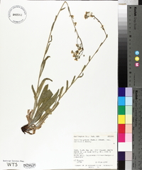 Hackelia patens var. harrisonii image