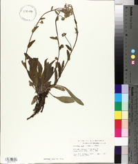 Hackelia patens image