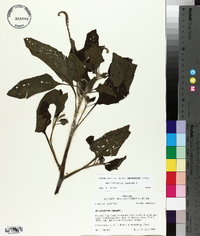 Heliotropium indicum image