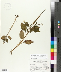 Heliotropium indicum image