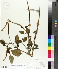 Heliotropium indicum image