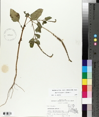 Heliotropium indicum image