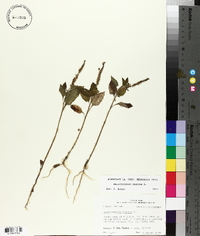 Heliotropium indicum image