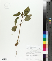 Heliotropium indicum image