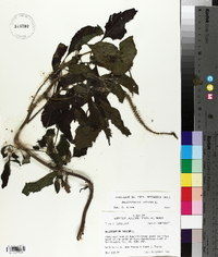 Heliotropium indicum image