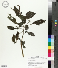 Heliotropium indicum image