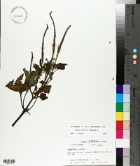 Heliotropium indicum image