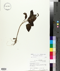 Heliotropium indicum image