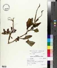 Heliotropium indicum image