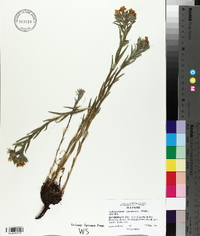 Lithospermum caroliniense image