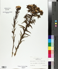 Lithospermum caroliniense image