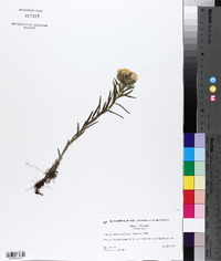 Lithospermum caroliniense image