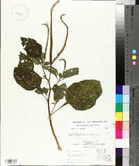 Heliotropium indicum image