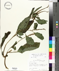 Heliotropium indicum image