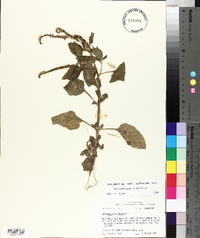 Heliotropium indicum image