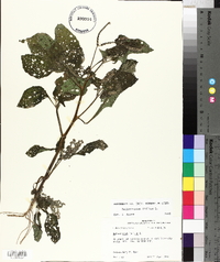 Heliotropium indicum image