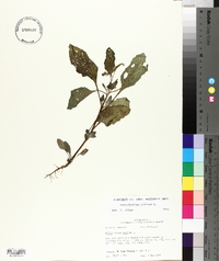 Heliotropium indicum image