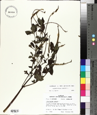 Heliotropium indicum image