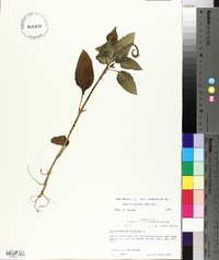 Heliotropium indicum image