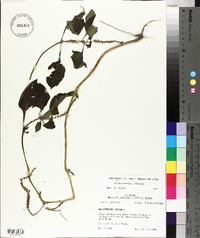 Heliotropium indicum image