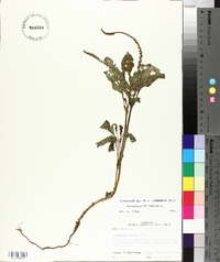 Heliotropium indicum image