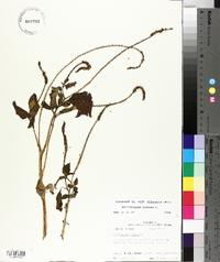 Heliotropium indicum image