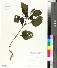 Heliotropium indicum image