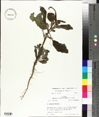 Heliotropium indicum image