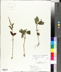 Heliotropium indicum image