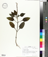 Heliotropium indicum image