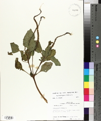 Heliotropium indicum image