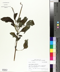 Heliotropium indicum image