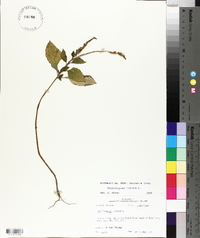 Heliotropium indicum image