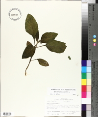 Heliotropium indicum image