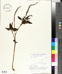 Heliotropium indicum image