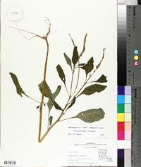 Heliotropium indicum image