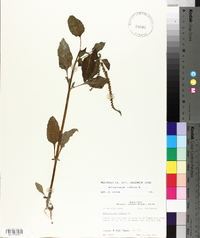 Heliotropium indicum image