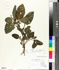 Heliotropium indicum image