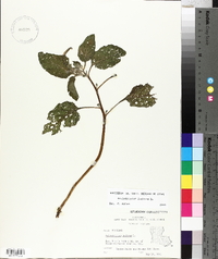 Heliotropium indicum image