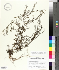 Heliotropium procumbens image