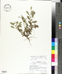 Heliotropium procumbens image