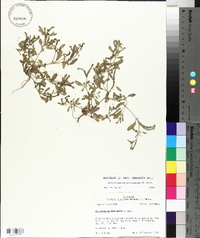 Heliotropium procumbens image