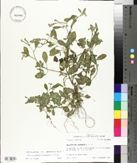 Heliotropium procumbens image