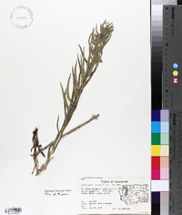 Lithospermum ruderale image