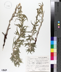 Lithospermum ruderale image