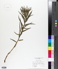 Lithospermum ruderale image