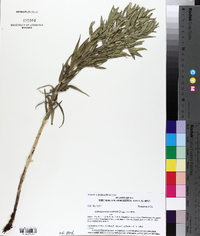 Lithospermum ruderale image