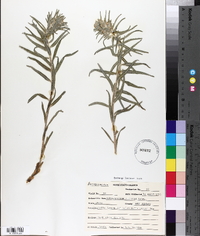 Lithospermum ruderale image