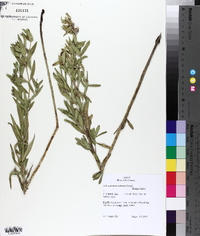 Lithospermum ruderale image