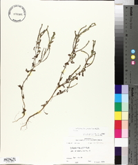 Heliotropium procumbens image